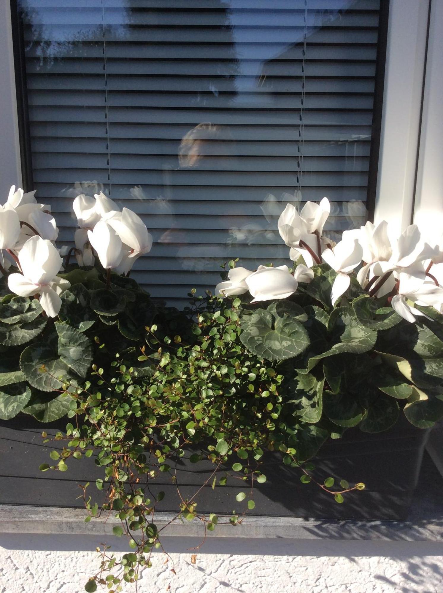 Messewohnung Duesseldorf-nord Apartment *